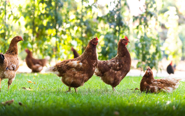 istock Rooster and Chickens. Free Range and Hens 1342393752