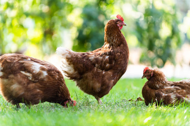 istock Rooster and Chickens. Free Range and Hens 1342393755