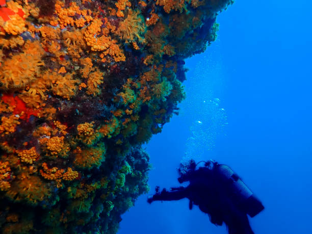 istock silhouette of a diver on a reef wall. selective focus. copy space. 1342394620