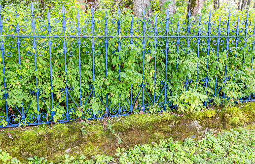 Green bushes grow near the old blue metal fence on a mossy foundation