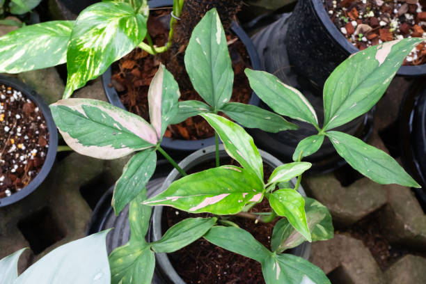 istock Green leaves plant in tree garden 1342398248