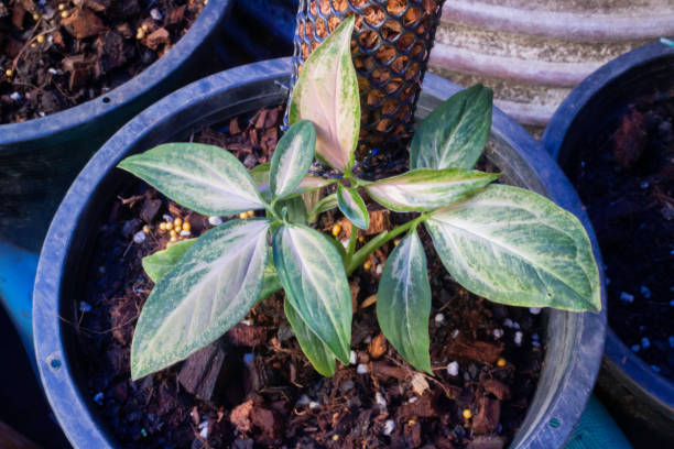 istock Syngonium podophyllum in black plant pot 1342398257