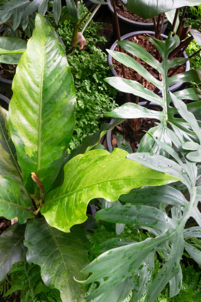 istock Green leaves plant in tree garden 1342398264