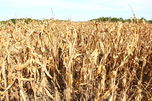 Field with dry corn ready for the harvest