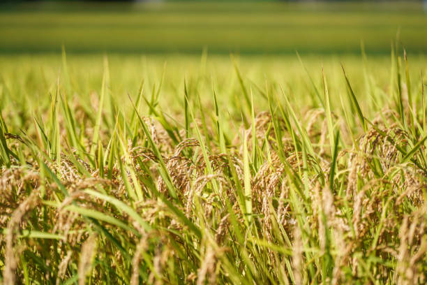 istock A rice field that is about to be harvested 1342401401