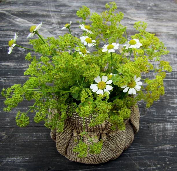 margarida de camomila alemã e buquê de flores de manto de senhora jardim em vaso de saco de cerâmica. - german chamomile fotos - fotografias e filmes do acervo