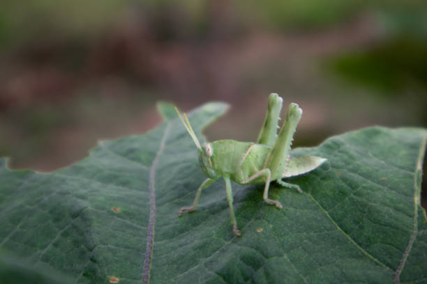 la locusta - locust epidemic grasshopper pest foto e immagini stock
