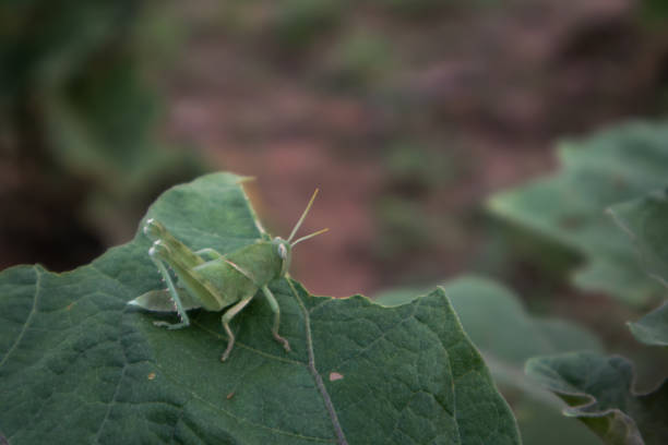 la locusta - locust epidemic grasshopper pest foto e immagini stock