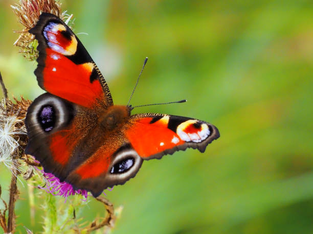 istock Nymphalidae butterfly in nature 1342403091