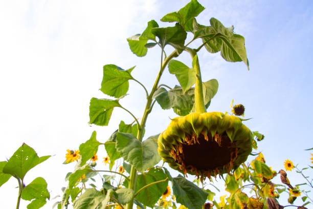 Big wilted heavy sunflower bending over