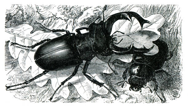 20+ Antique Illustration Of Lucanus Cervus Stag Beetle Stock