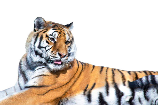istock cute funny tiger lies on a white background 1342406543