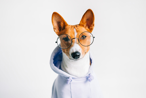 Portrait of funny red white basenji dog in eyeglasses and hoodie.