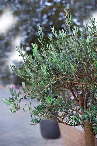 Potted olive tree in French Provence