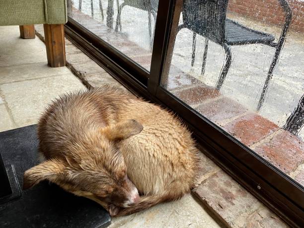 cane senzatetto che si nasconde dalla pioggia in un bar - 4753 foto e immagini stock