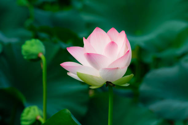 istock Pink blooming lotus and lotus leaf 1342408821