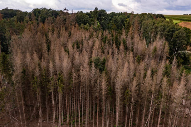 una foto aerea di conifere malate nella foresta tedesca è un segno del cambiamento climatico - acid rain foto e immagini stock