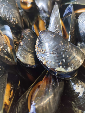 shells, mussels for food in summer in italiy in summer