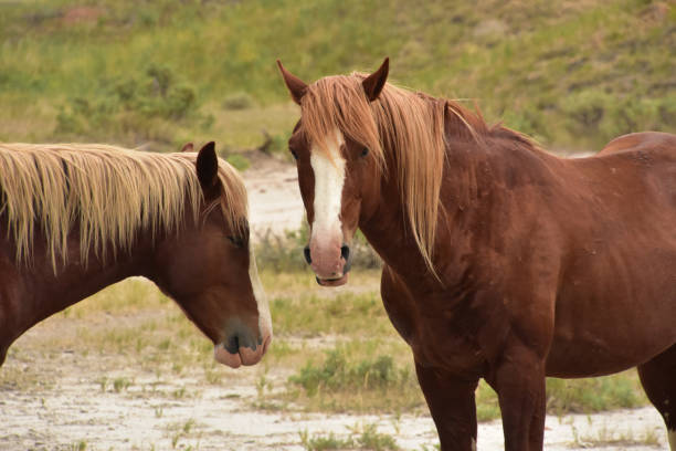 Stunning pair of wild palomino wild horses standing together in a canyon in South Dakota.