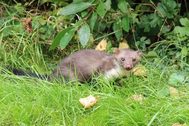 istock Stone Marten, wild animal, close-up 1342422189