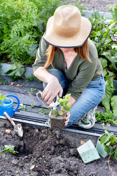 istock A young woman in a straw hat is engaged in gardening work, processes black soil before planting strawberry seedlings. Planting strawberry in the garden. 1342422319