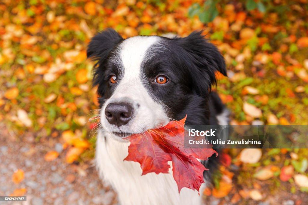 Funny puppy dog border collie with orange maple fall leaf in mouth sitting on park background outdoor. Dog sniffing autumn leaves on walk. Hello Autumn cold weather concept Autumn Stock Photo