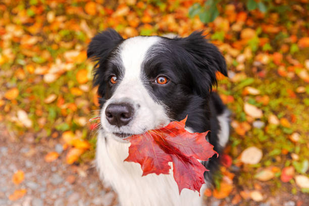 Funny puppy dog border collie with orange maple fall leaf in mouth sitting on park background outdoor. Dog sniffing autumn leaves on walk. Hello Autumn cold weather concept Funny puppy dog border collie with orange maple fall leaf in mouth sitting on park background outdoor. Dog sniffing autumn leaves on walk. Hello Autumn cold weather concept animal nose photos stock pictures, royalty-free photos & images