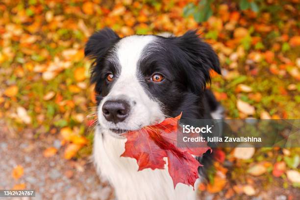 Funny Puppy Dog Border Collie With Orange Maple Fall Leaf In Mouth Sitting On Park Background Outdoor Dog Sniffing Autumn Leaves On Walk Hello Autumn Cold Weather Concept Stock Photo - Download Image Now