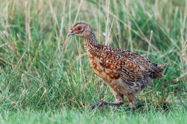 istock Close up of a wild pheasant chick, bird, Phasianidae 1342424853