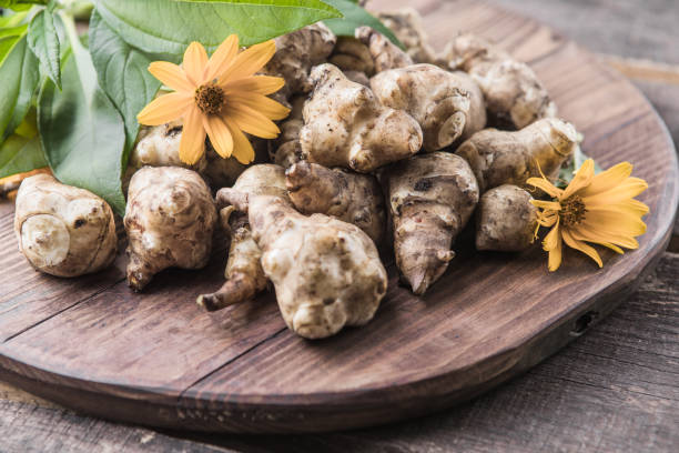 Jerusalem artichoke tubers. Freshly harvested roots of Helianthus tuberosus, also known as sunroot, sunchoke, earth apple, topinambur or lambchoke. Used as a root vegetable. Jerusalem artichoke tubers. Freshly harvested roots of Helianthus tuberosus, also known as sunroot, sunchoke, earth apple, topinambur or lambchoke. Used as a root vegetable. Artichoke stock pictures, royalty-free photos & images