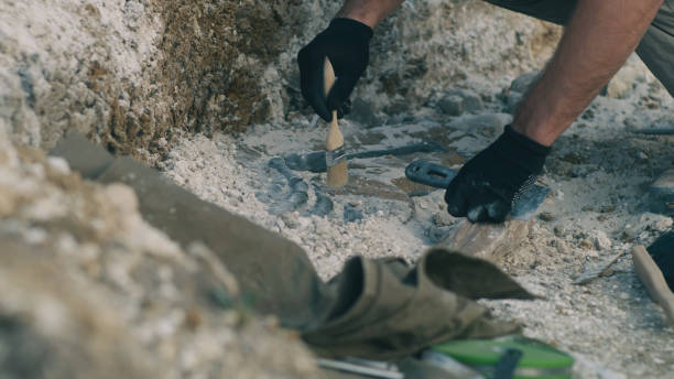 istock Crop archaeologist excavating dinosaur bones 1342426431