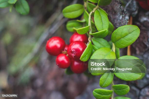 Process Of Collecting And Picking Berries In The Forest Of Northern Sweden Lapland Norrbotten Near Norway Border Girl Picking Cranberry Lingonberry Cloudberry Blueberry Bilberry And Others Stock Photo - Download Image Now