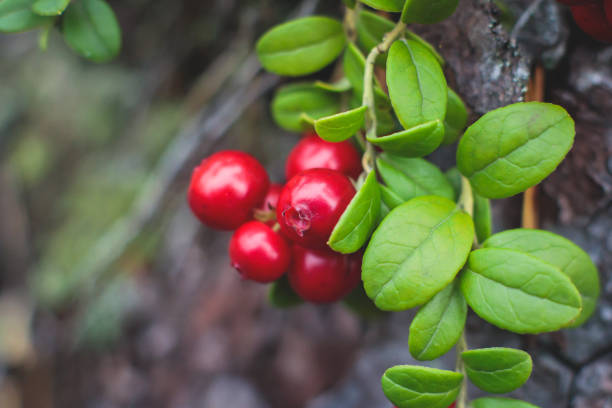 proces zbierania i zbierania jagód w lesie północnej szwecji, laponii, norrbotten, w pobliżu granicy z norwegią, dziewczyny zbierające żurawinę, borówkę brusznicową, malinę moroszonową, jagodę, borówkę czarną i inne - cranberry zdjęcia i obrazy z banku zdjęć
