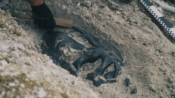 istock Crop man digging out dinosaur bones 1342427266