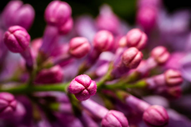 Extreme close up image of lilac blossom. Selective focus and shallow depth of field.