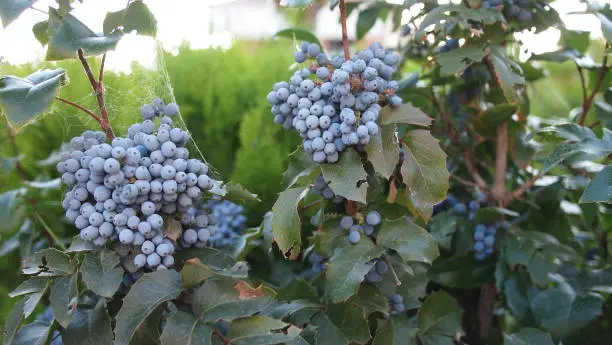Oregon grape or holly-leaved berberry (Mahonia aquifolium), Greece, Halkidiki, Arnaia