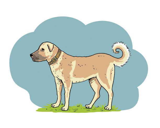 kangal hund stock illustration - sivas stock-grafiken, -clipart, -cartoons und -symbole