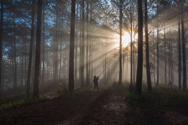 istock Photographer in the pine tree forest 1342431615