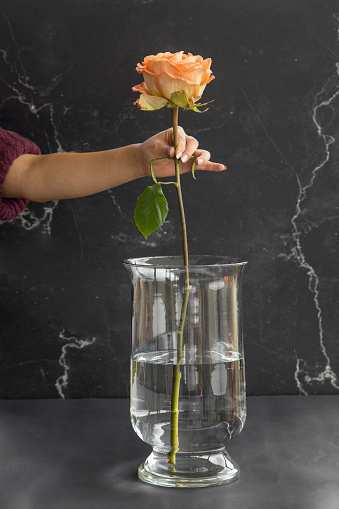 hand of a person placing a fresh rose with long stem in a glass vase in studio, nature and home decorative items, style