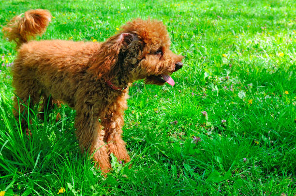 istock a Red miniature poodle dog standing in the meadow 1342432735