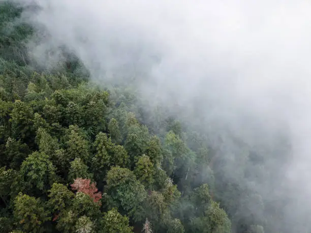 The Black Forest with fog clouds in Germany. trees from above. droneshot. white clouds and dark trees with some hills in the background. atmospheric.