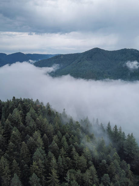 istock The Black Forest with fog clouds in Germany. trees from above. droneshot. white clouds and dark trees with some hills in the background. atmospheric. 1342432954