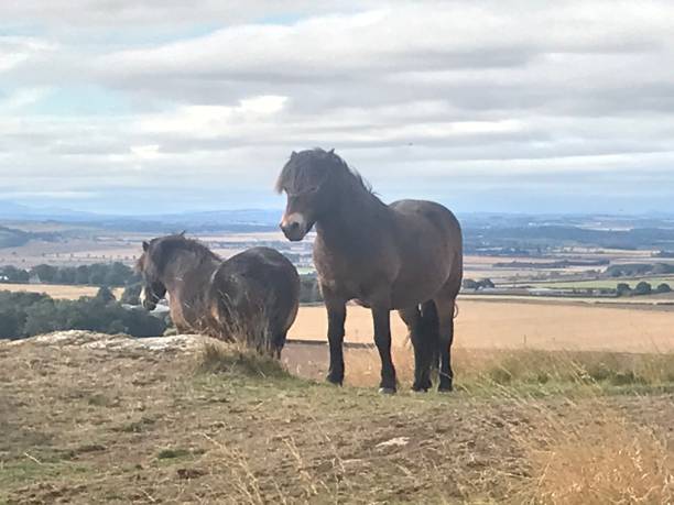 istock Horses on North Berwick Law 1342434712