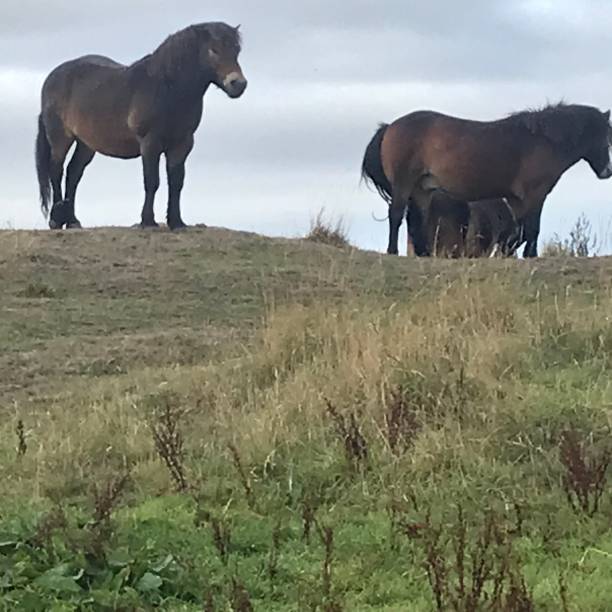 istock Horses on North Berwick Law 1342434753