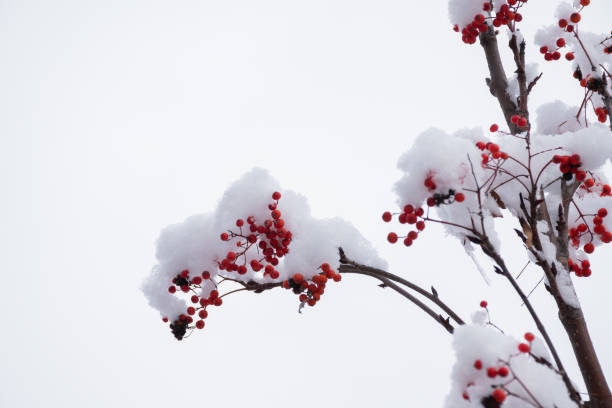 istock Red rowan berries with snow in early winter 1342436121