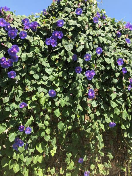 istock purple flowers 1342436928