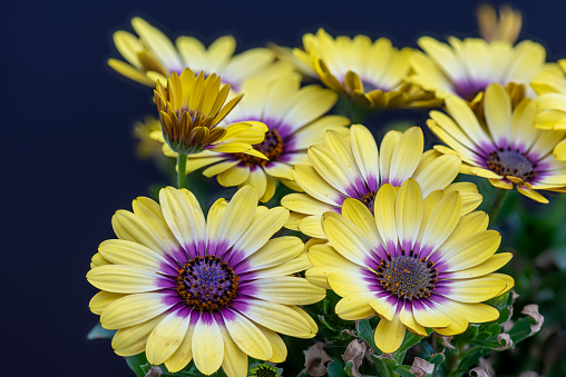 wide open yellow cape daisy marguerite blossoms, fine art still life color flower macro on blurred natural and blue background