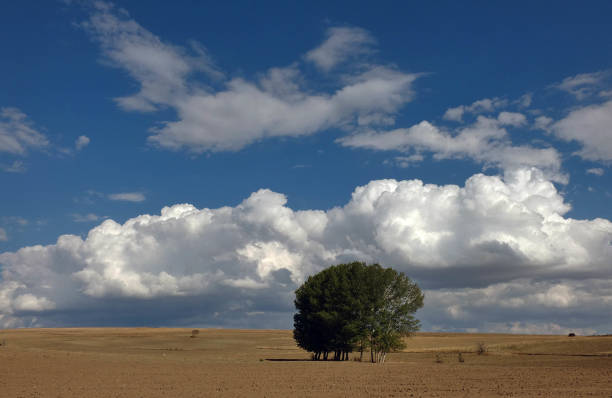 terrestrial climate landscape, dry fields, poplar trees and dense clouds in the sky,