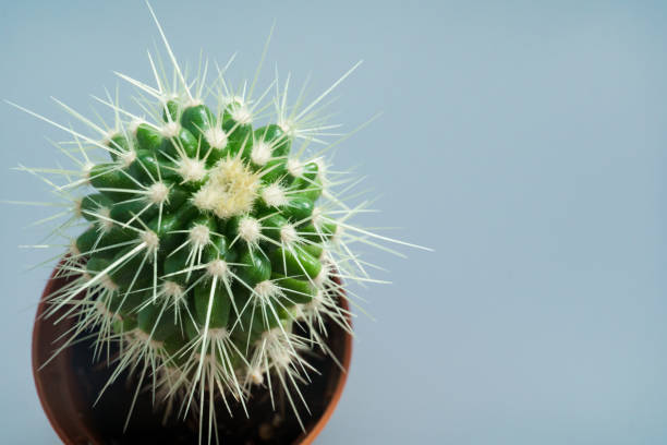 istock top view. a small potted cactus on a gray background. houseplants. 1342440191