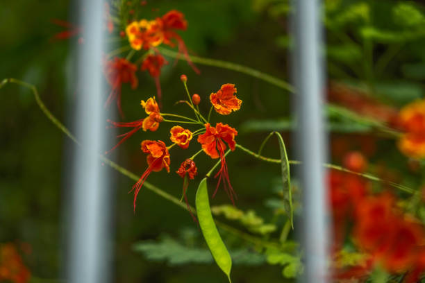 Red Royal poinciana flower blooming on tree branch